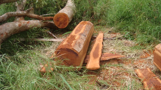 Nhiều khúc gỗ lâm tặc cưa thành hộp chưa kịp lấy đi