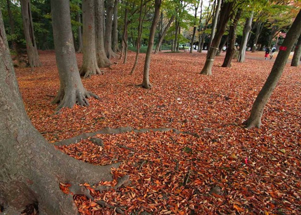 Thảm lá trong công viên Yoyogi.