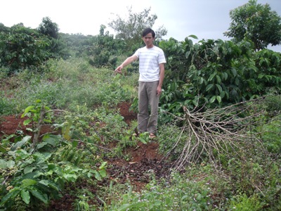 Anh Nguyễn Ngọc Vinh vô cùng bức xúc vì hàng chục cây cà không còn khả năng phục hồi.