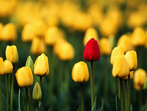 hoa-tulip-da-lat