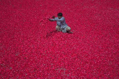 Người đàn ông phơi cánh hoa hồng để dùng làm hương liệu trên một khoảnh sân rộng ở thành phố Lahore, Pakistan hôm 22/5.