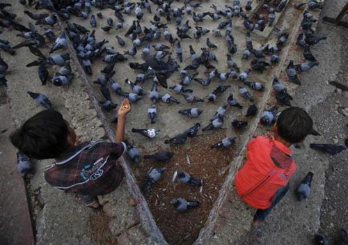 Hai chú bé cùng chơi đùa cùng đàn chim bồ câu tại một công viên nằm ở ngoại ô thành phố Mumbai, Ấn Độ hôm 24/5.